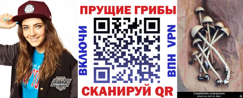 где найти   kraken зеркало  мориарти как зайти  Алзамай  Псилоцибиновые грибы Magic Shrooms 